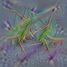 n02226429 grasshopper, hopper